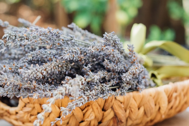 Bunch of lavender flowers in a shallow woven basket