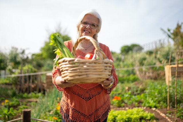 Woman harvesting vegetables from her garden