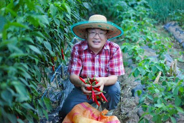 Man in a straw hat harvesting chili peppers